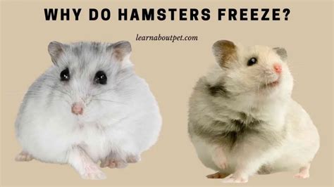 Why do hamsters suddenly freeze?