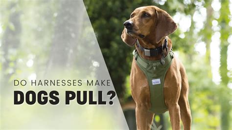 Why do harnesses make dogs pull?