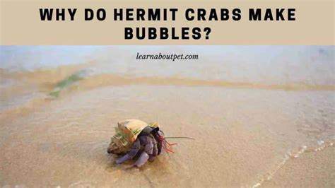 Why do hermit crabs bubble?