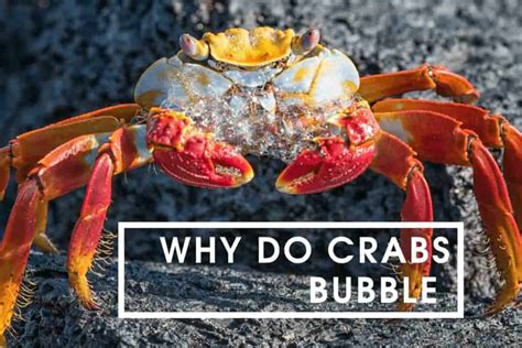 Why do hermit crabs foam at the mouth?
