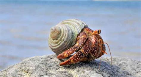 Why do hermit crabs pinch you?