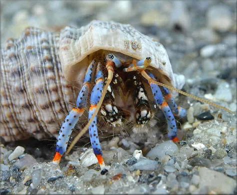 Why do hermit crabs turn blue?