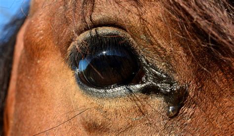 Why do horses cry?