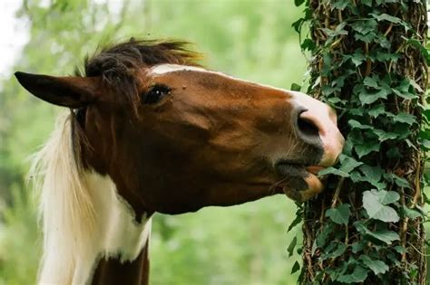 Why do horses eat branches?