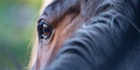 Why do horses get so scared?