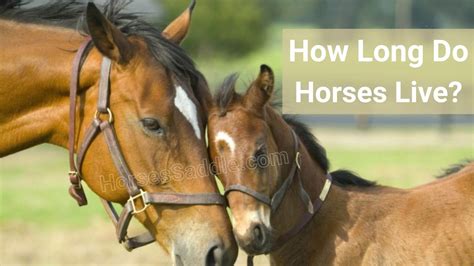 Why do horses live so long?