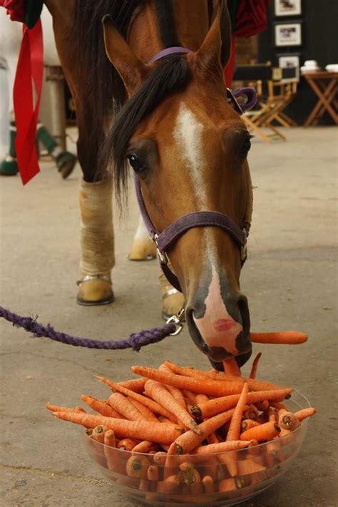Why do horses love carrots so much?