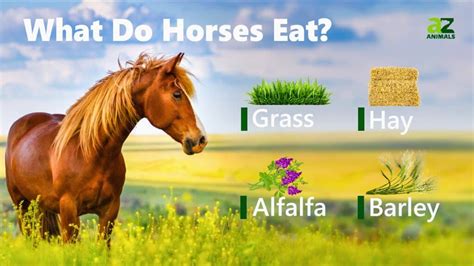 Why do horses need to eat?