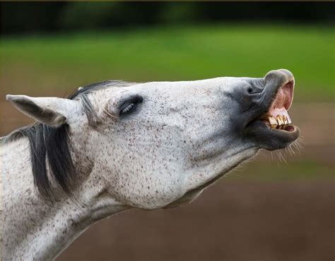 Why do horses smell your face?