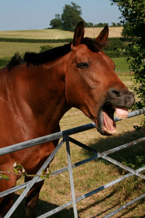 Why do horses smile at you?