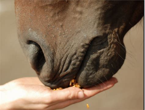 Why do horses sniff your hand?