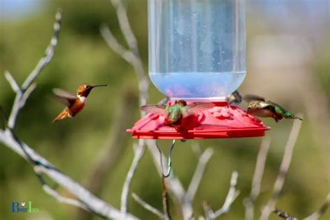 Why do hummingbirds keep visiting you?