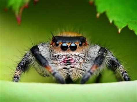 Why do jumping spiders have personalities?