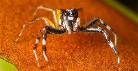 Why do jumping spiders lift their legs?