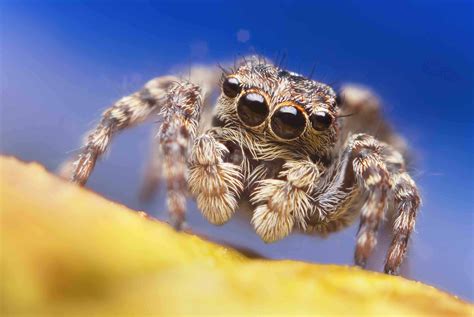 Why do jumping spiders look cute?