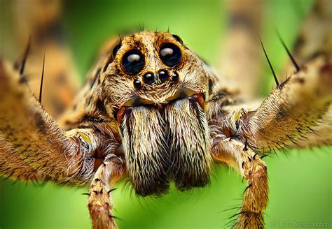 Why do jumping spiders look so cute?