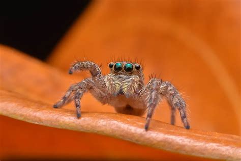 Why do jumping spiders wave at you?