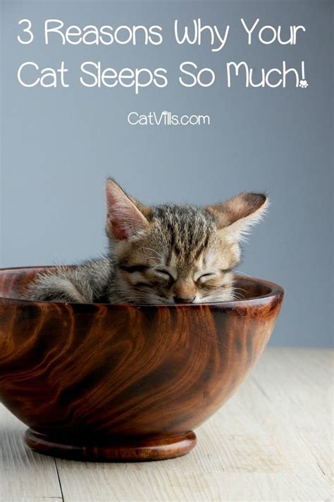 Why do kittens sleep after eating?