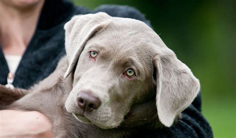 Why do labs have sad eyes?