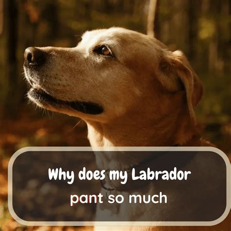 Why do labs pant so hard?