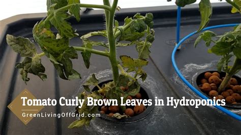 Why do leaves curl in hydroponics?