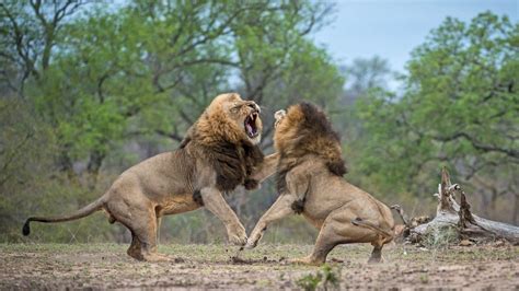Why do male animals fight each other?