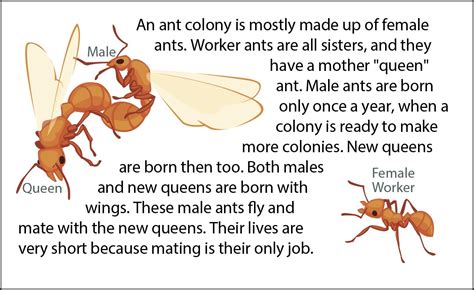 Why do male ants not have a father?