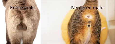 Why do male cats get bigger after being neutered?