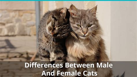 Why do male cats like female owners better?