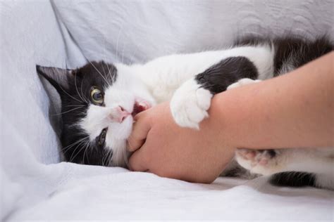 Why do male cats love on you then bite you?