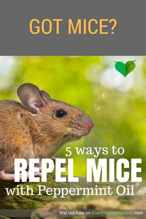 Why do mice avoid peppermint?