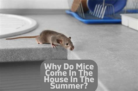 Why do mice come close to me?
