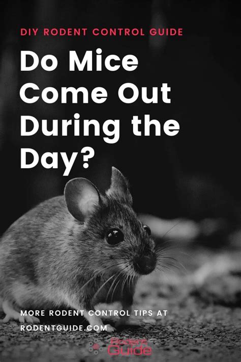 Why do mice come towards you?