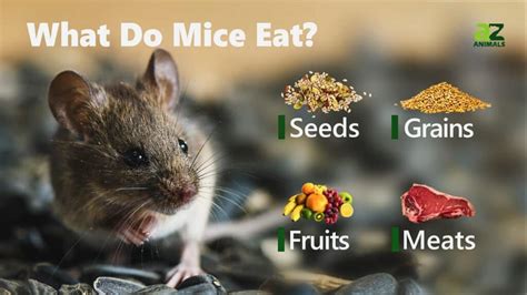 Why do mice eat dead mice?