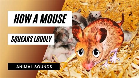 Why do mice go quiet?