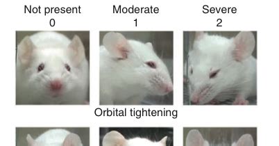 Why do mice rub their face?