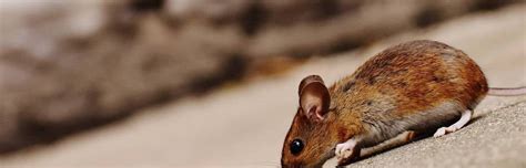 Why do mice run away from humans?