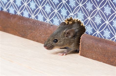 Why do mice scare us?