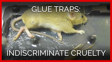 Why do mice squeak in glue traps?
