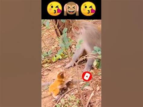 Why do mom monkeys hump their babies?
