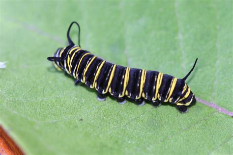 Why do monarch eggs turn black?