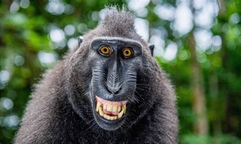 Why do monkeys not like smiling?