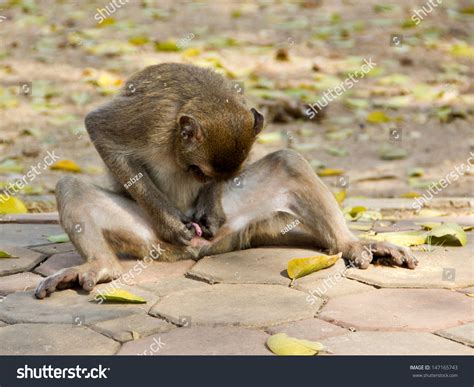 Why do monkeys play with their private parts?