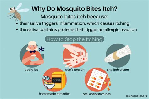 Why do mosquito bites itch more at night?