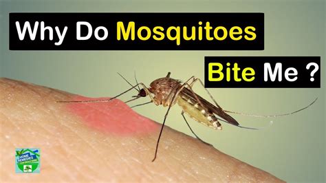 Why do mosquitoes bite me so much?