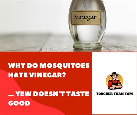 Why do mosquitoes hate apple cider vinegar?