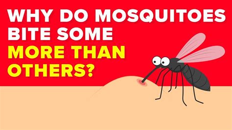 Why do mosquitoes not like fans?