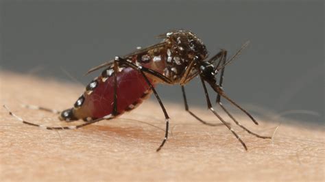 Why do mosquitoes suck blood?