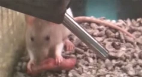 Why do mother rats lick their babies?