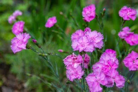 Why do my carnations smell bad?